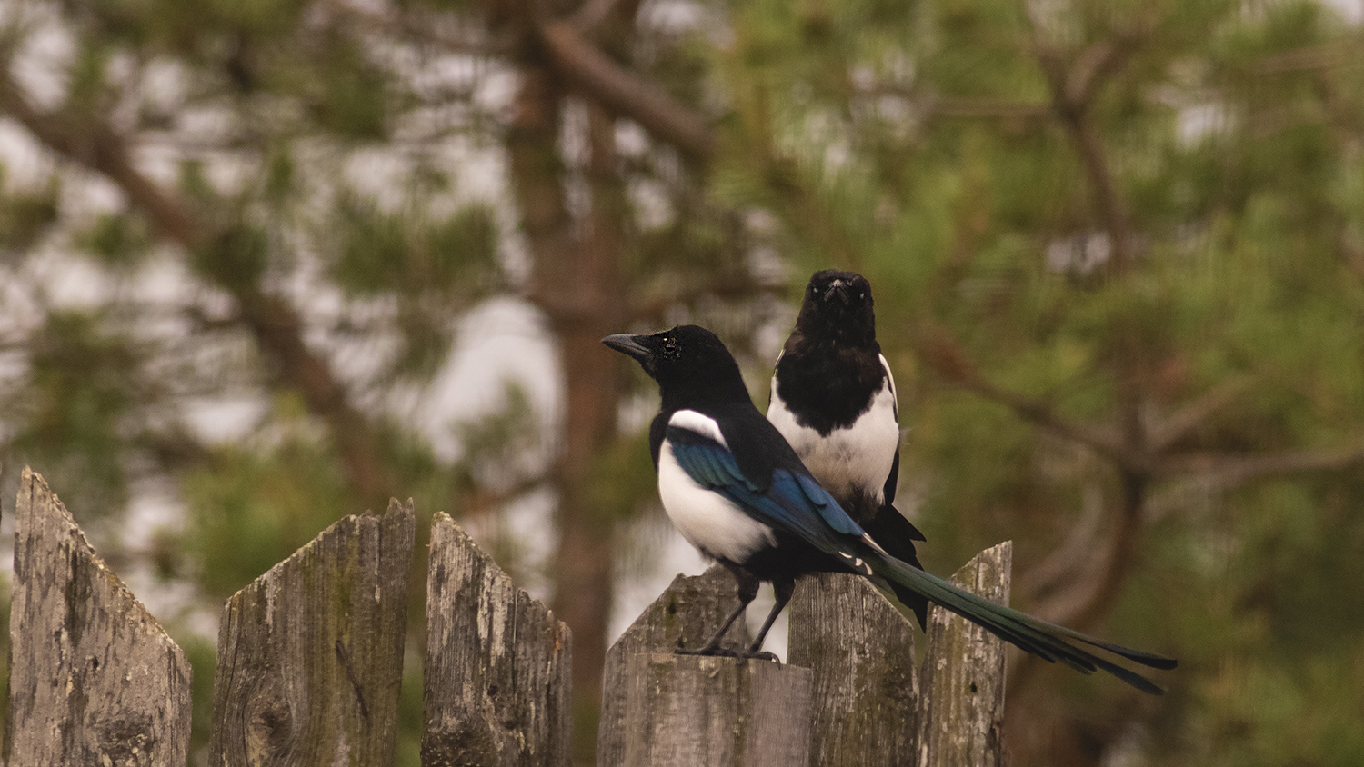 Eurasian Magpie